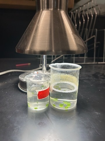 bio
