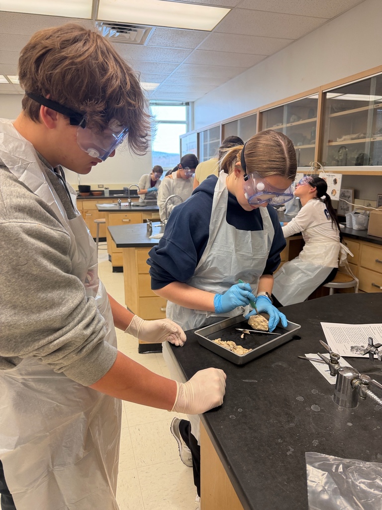 Honors Anatomy & Physiology