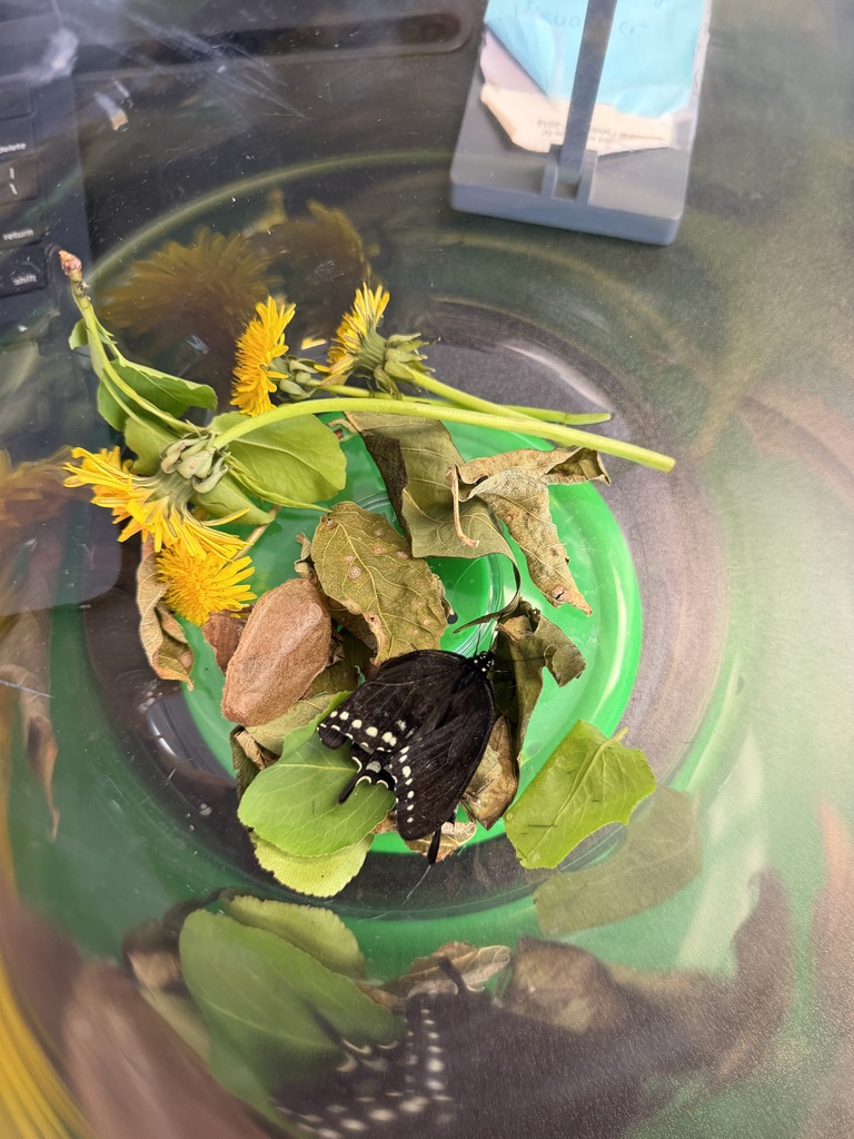 SHAEC 3rd Grade Butterfly