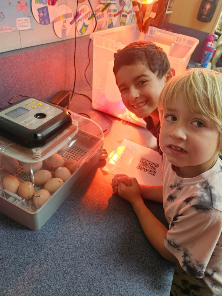 chicks