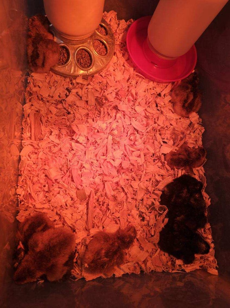 chicks