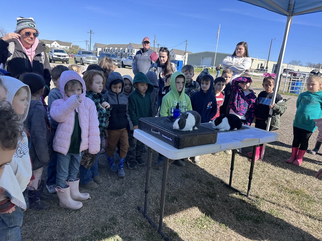 students listeningh to a presentation on rabbit