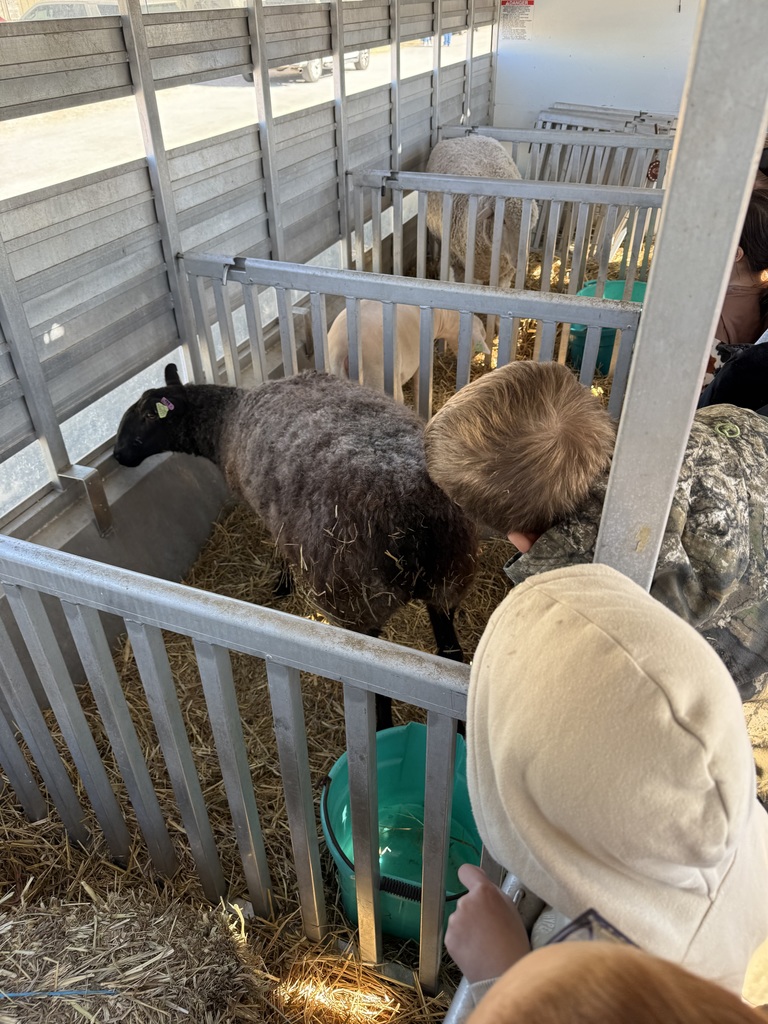 student watching lamb