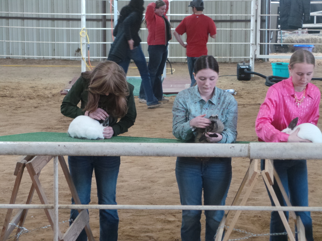 rabbit showmanship contest