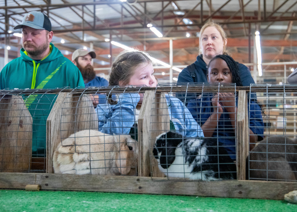 young girl watching rabbit judging