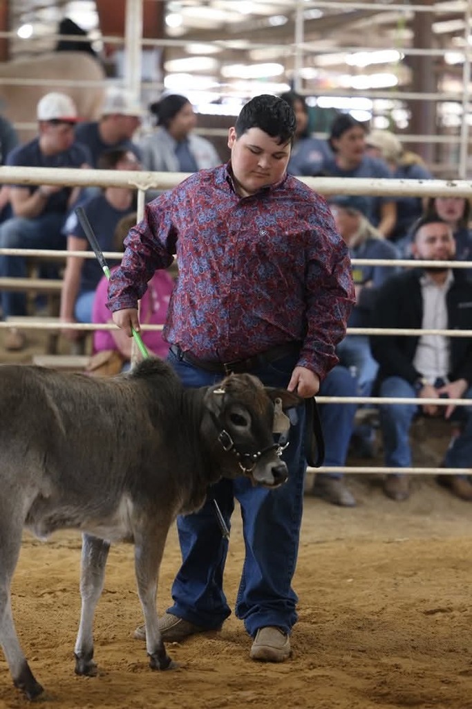 teenage boy showing zebu heifer
