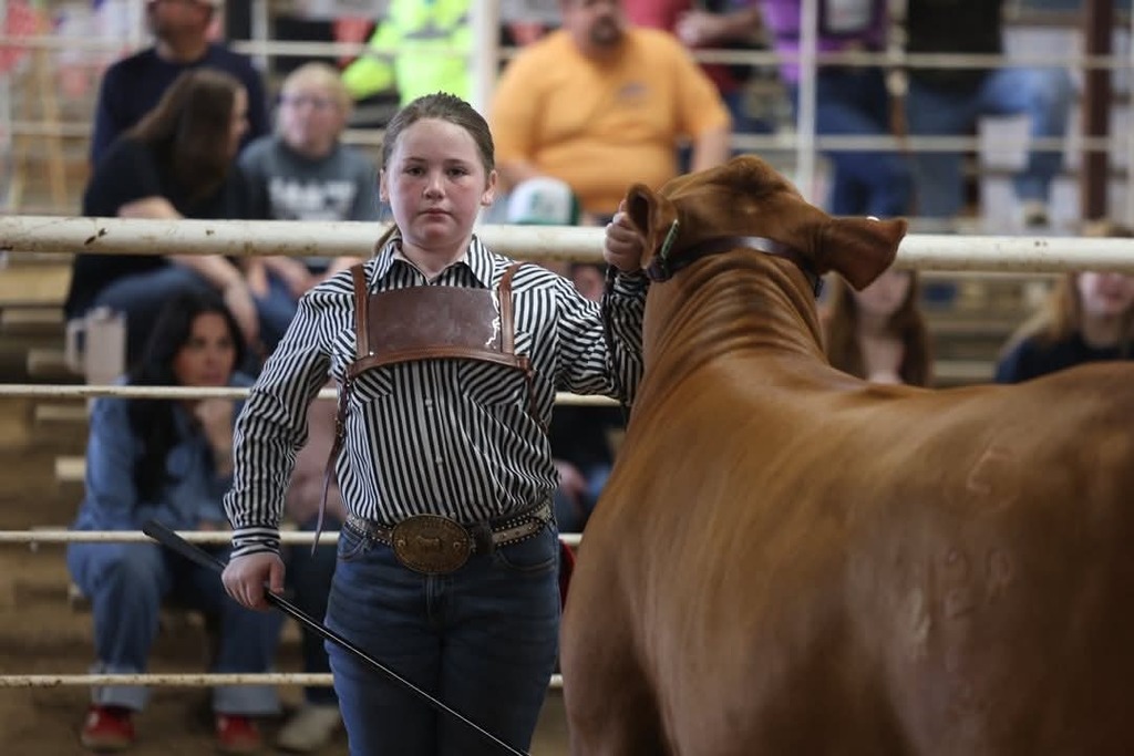teenage student showing red heifer