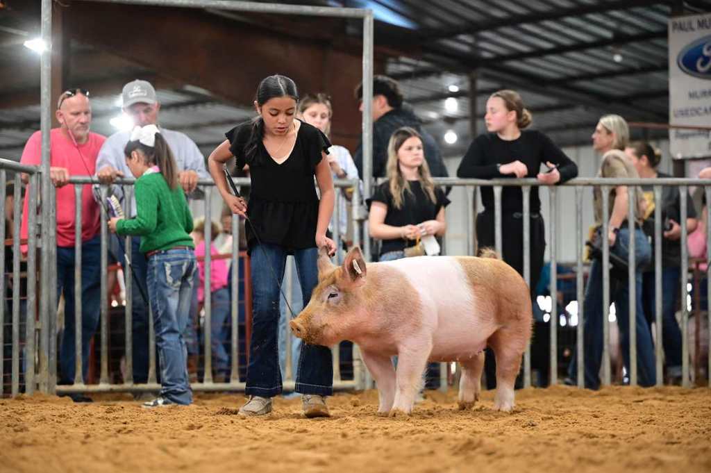 female student walking with swine