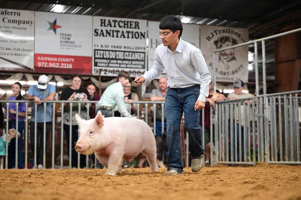 male student showing swine