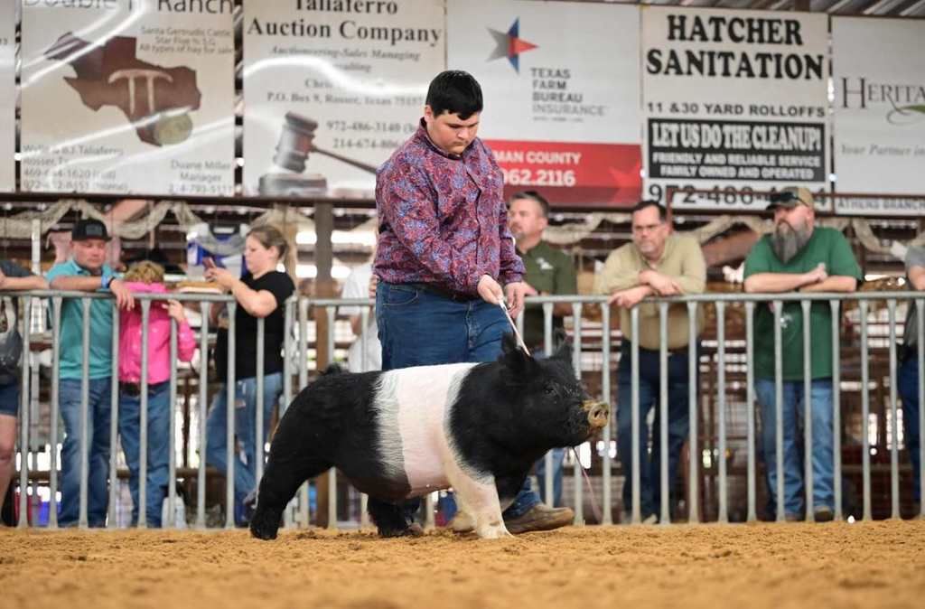 male student showing swine