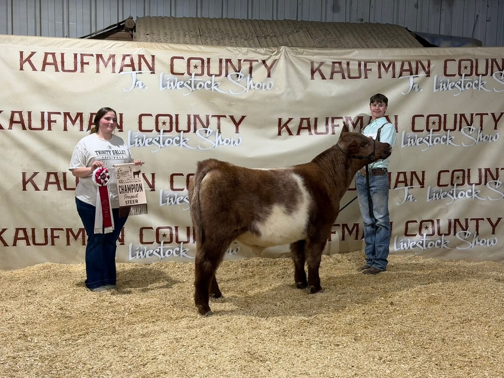 male student stand with steer with young women holding ribbon