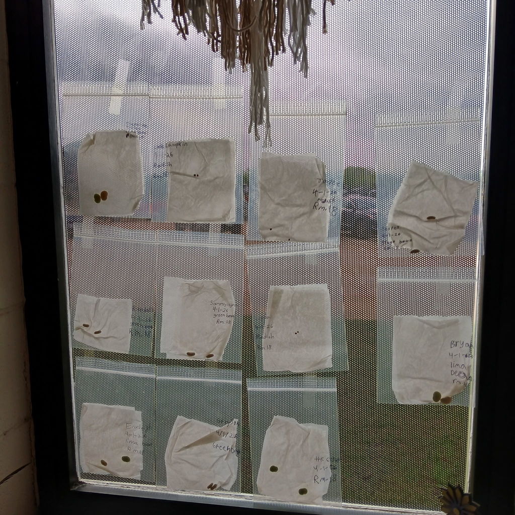 3rd grade students planting seeds