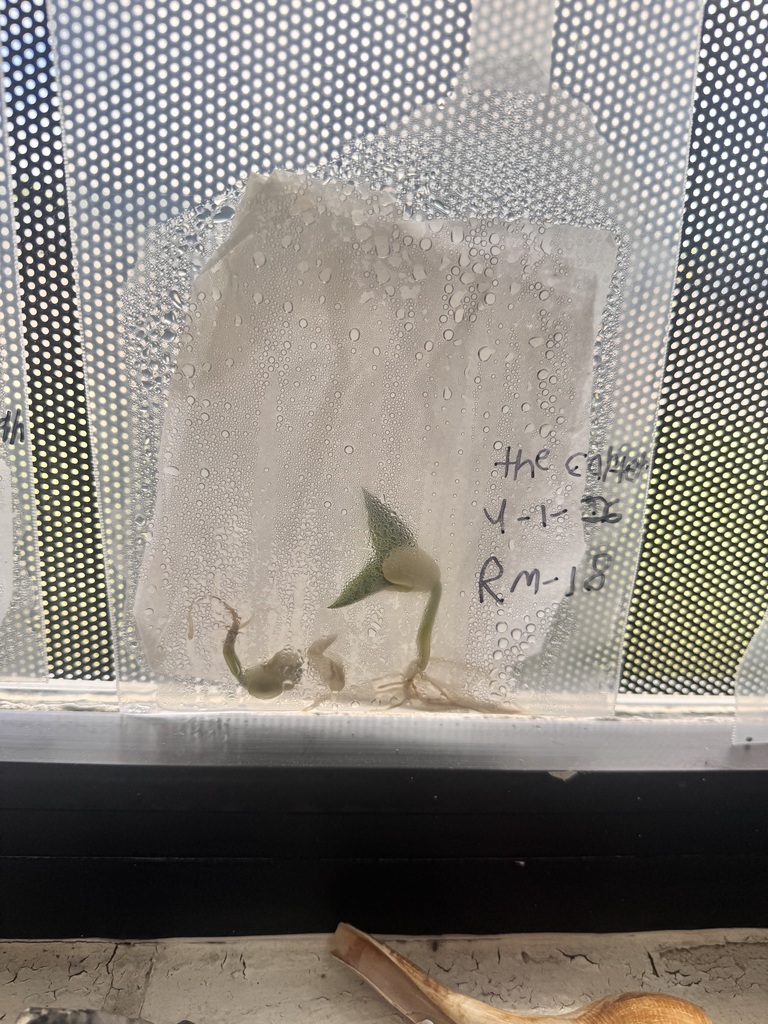 3rd grade students planting seeds