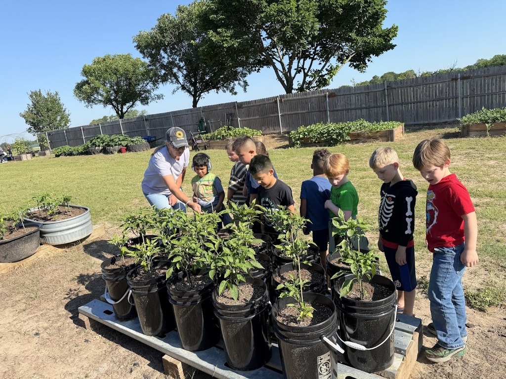 group of students and an adult worker look at tomato plants in black buckets