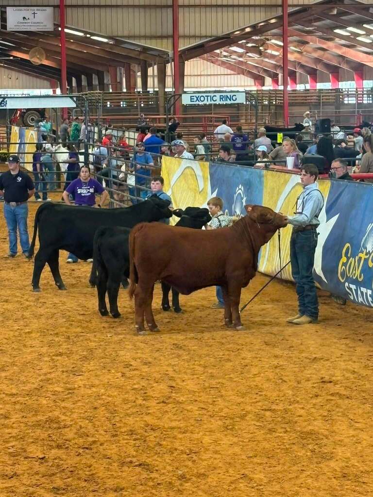 male student showing his cow