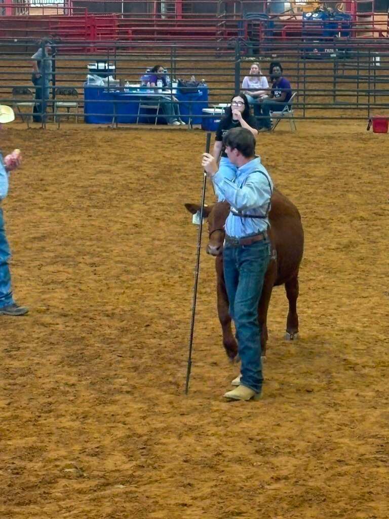 male student walking his cow in the show ring