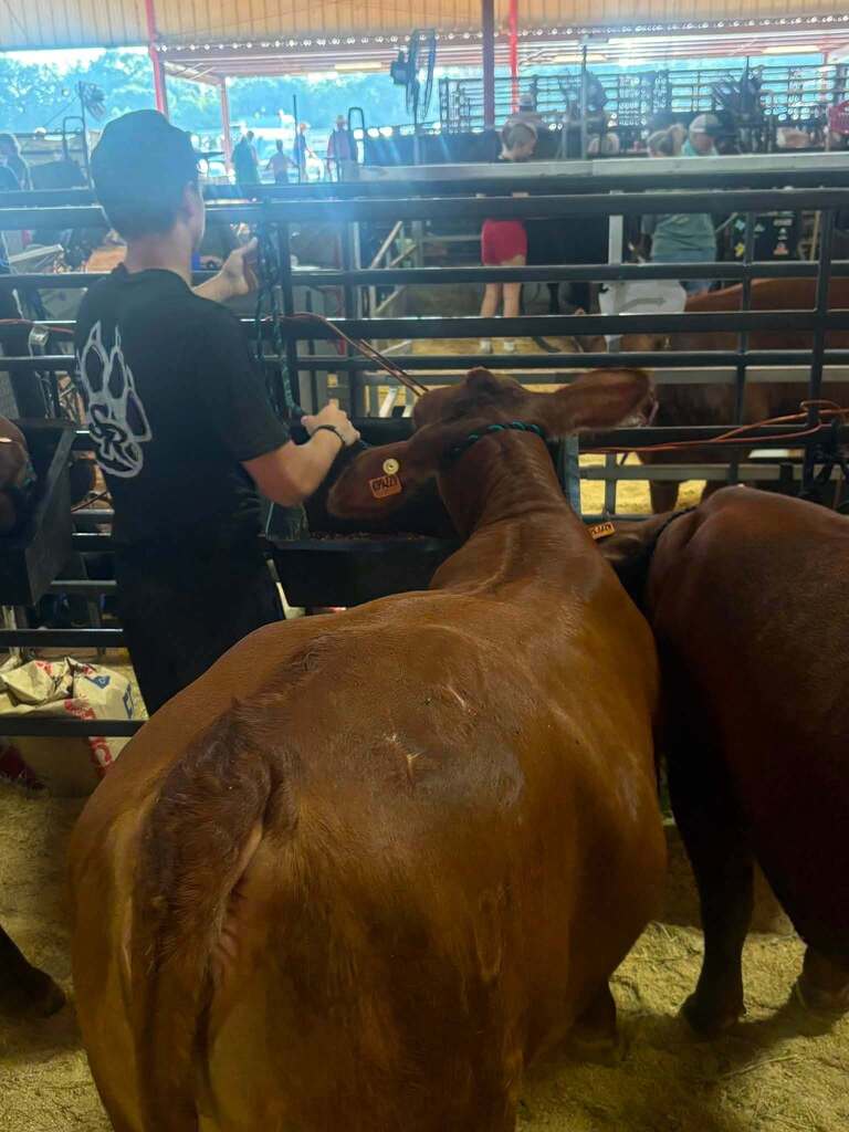 student and his cow