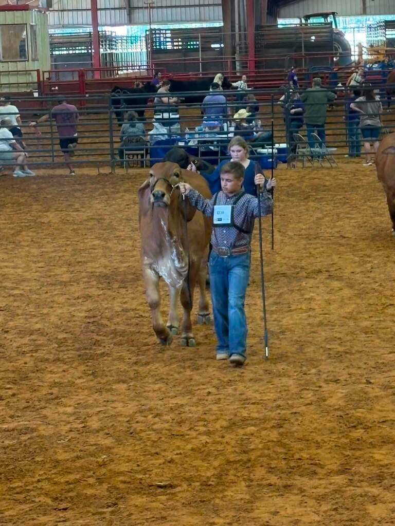 student with his cow in the show ring