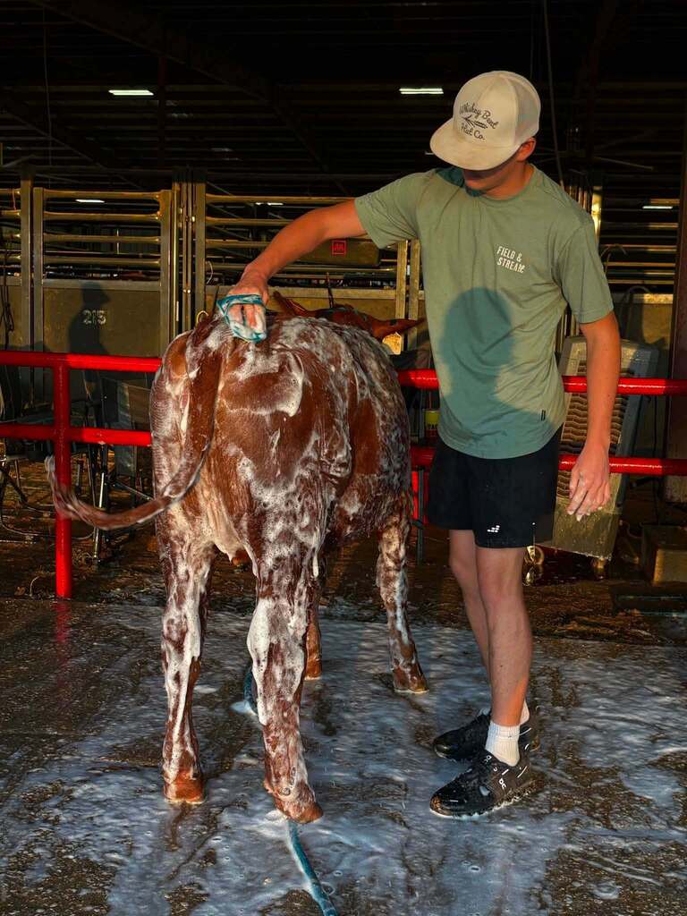 student bathing his cow