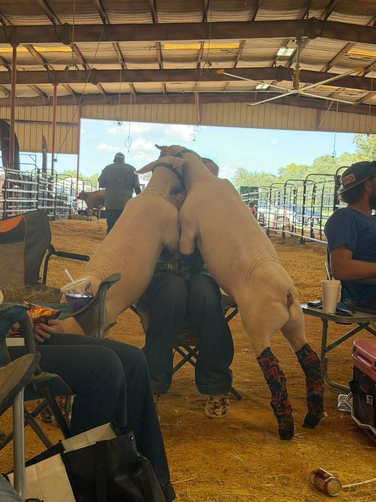 student relaxing with his lambs