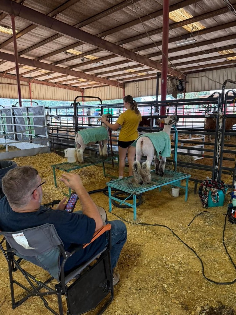 student sheering her lamb