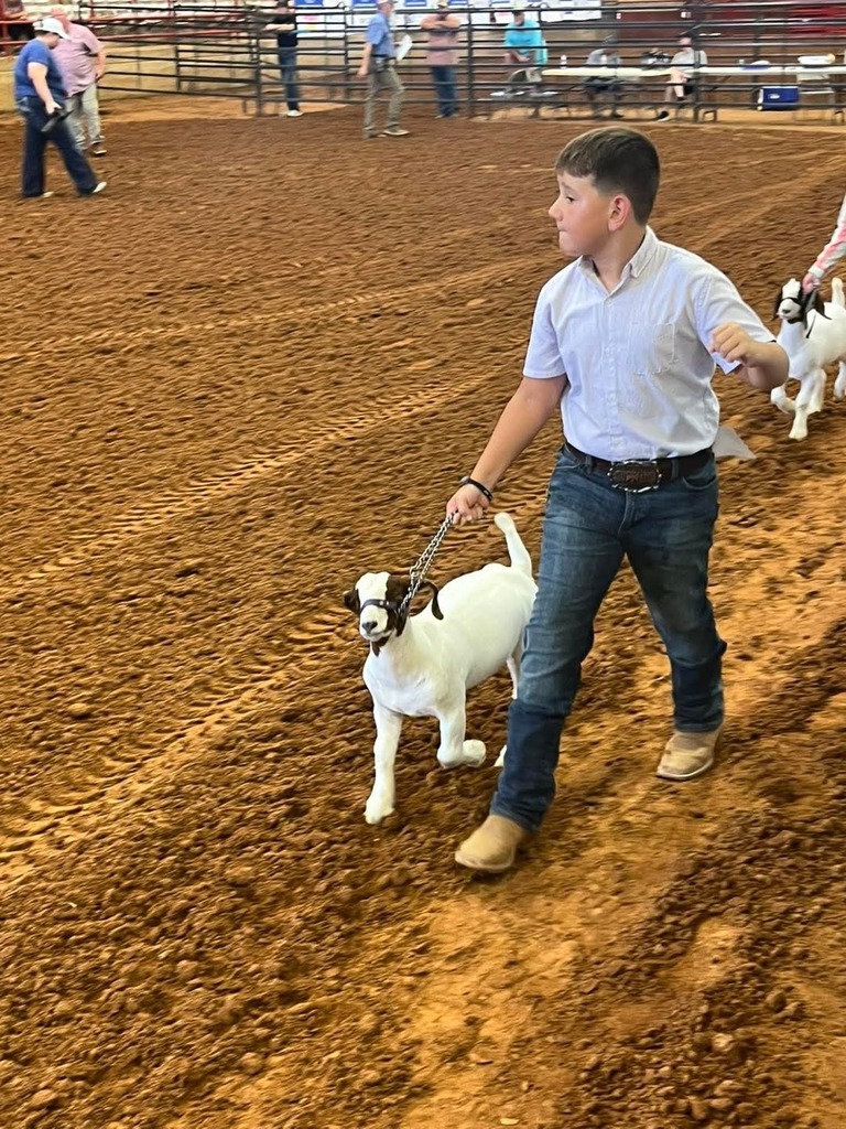 male student walking his goat