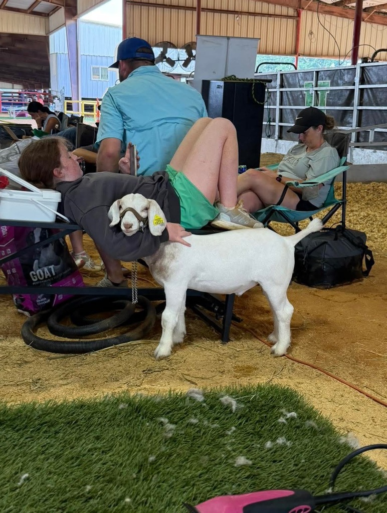 female student relaxing before a show with her lamb