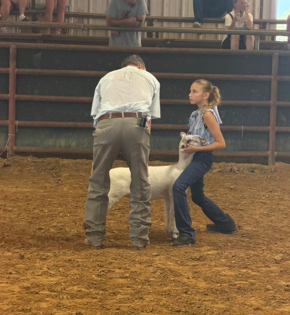 student posing her lamb while talking to the judge