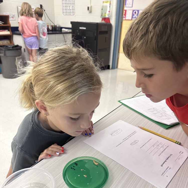 Third graders are observing mealworms. We wonder what they will turn into?
