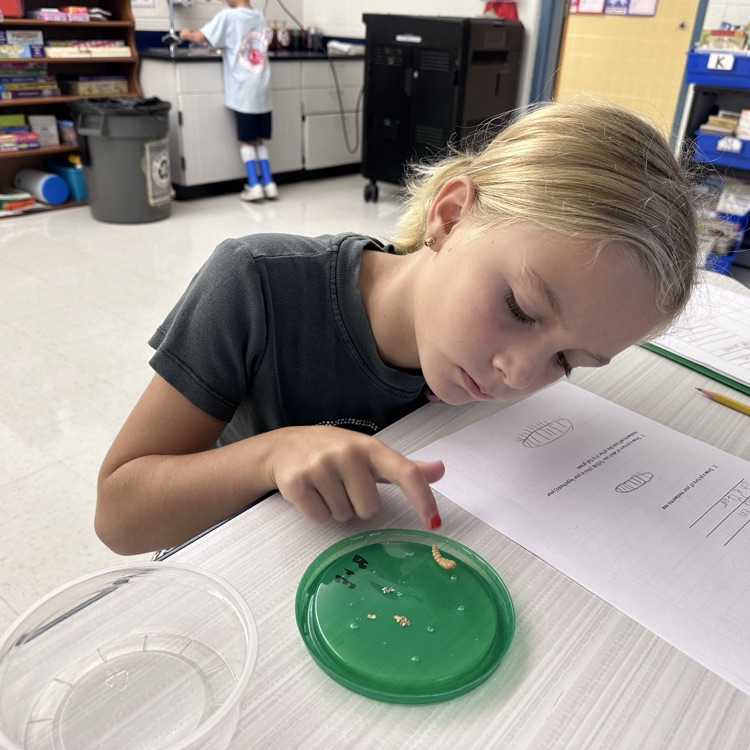 Third graders are observing mealworms! We wonder what they will turn into?