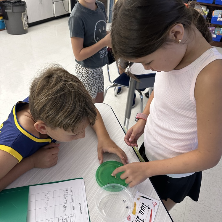 Third graders are observing mealworms! We wonder what they will turn into?