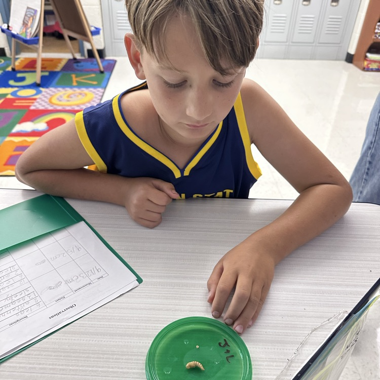 Third graders are observing mealworms! We wonder what they will turn into?