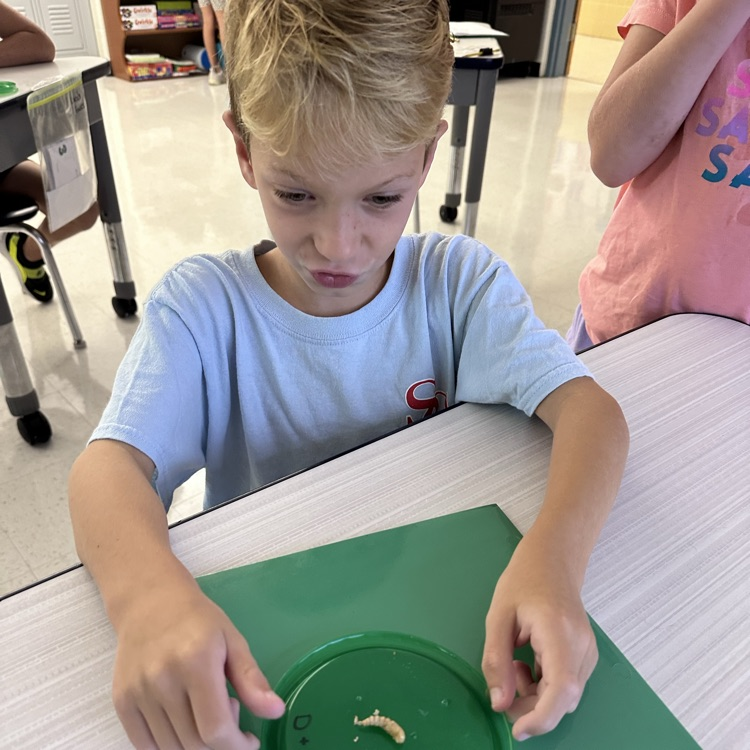 Third graders are observing mealworms! We wonder what they will turn into?