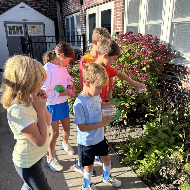 Third graders watched their miele worms turn into beetles!