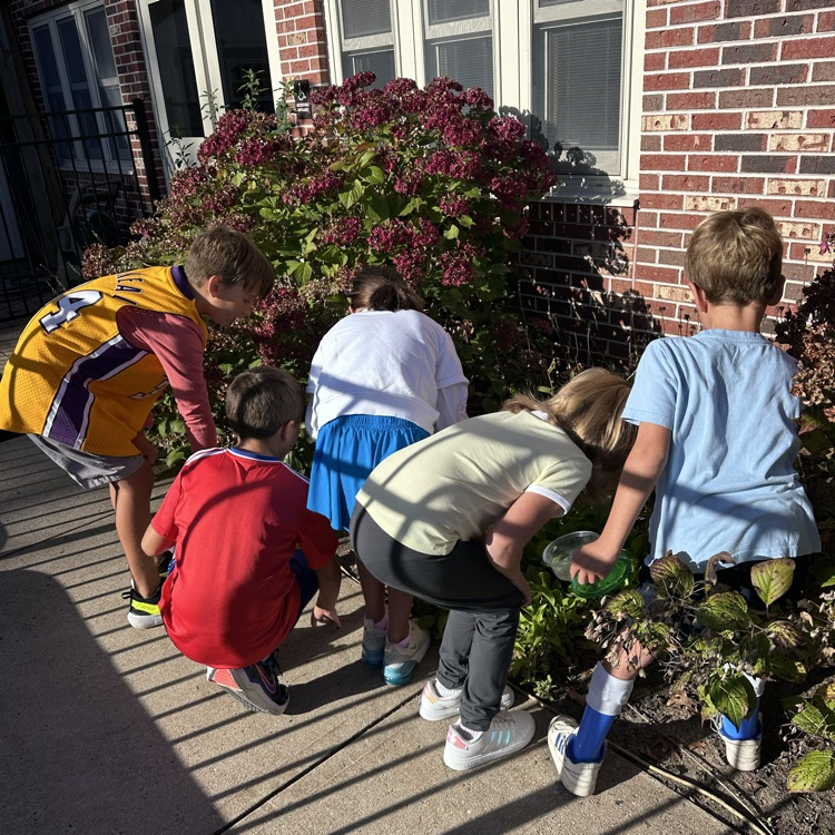 Third graders watched their miele worms turn into beetles!