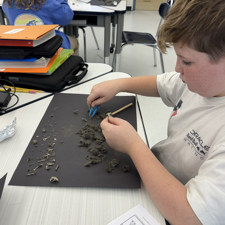 In fifth grade we are learning about interactions in ecosystems. Today we dissected owl pellets to learn about their eating habits. 🦉🐀