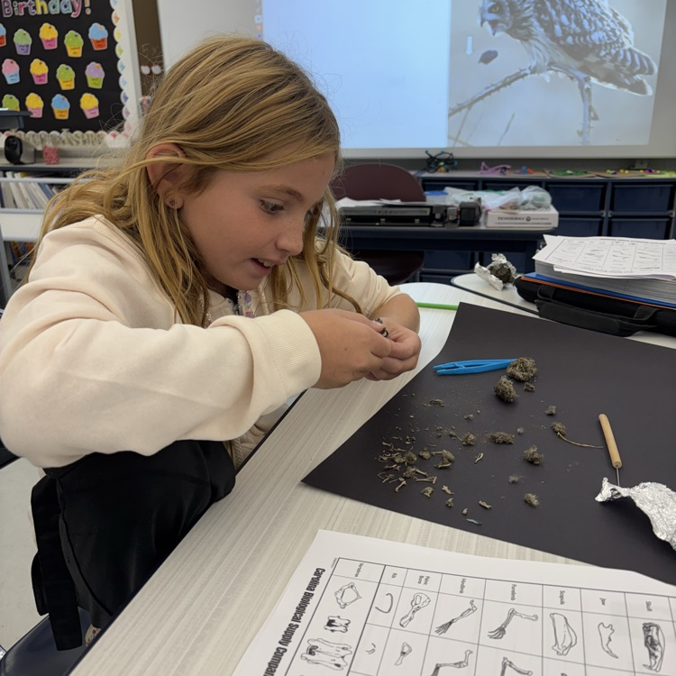 In fifth grade we are learning about interactions in ecosystems. Today we dissected owl pellets to learn about their eating habits. 🦉🐀
