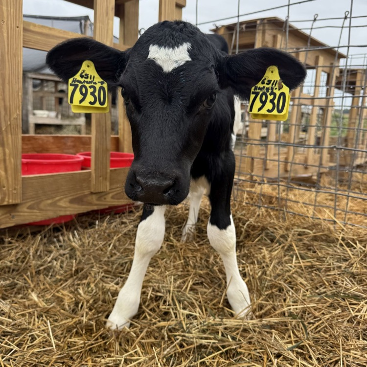 Cora the calf