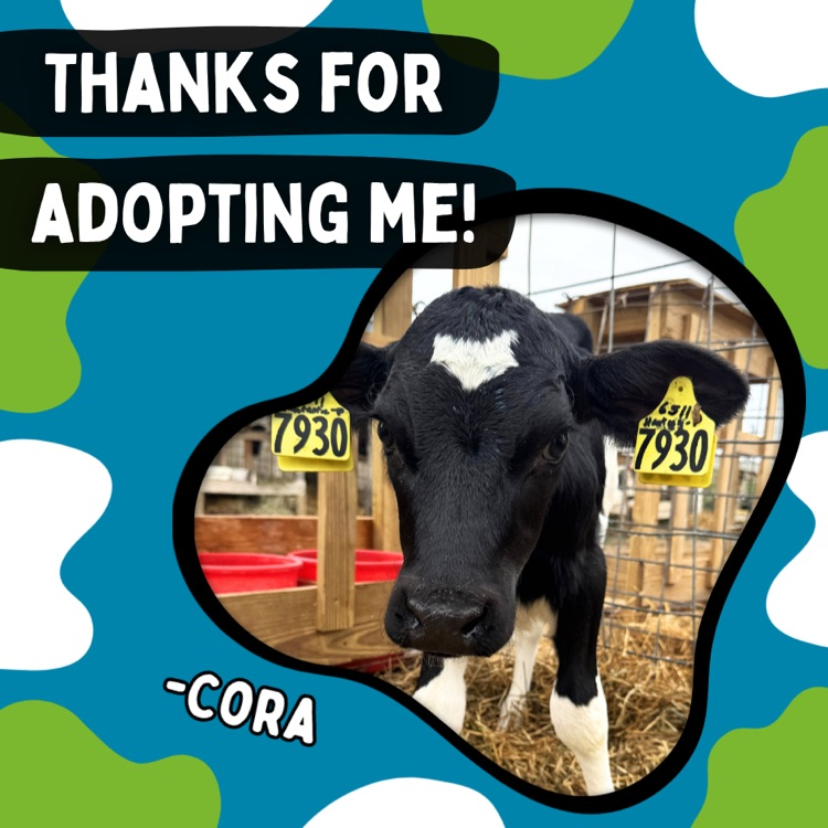 Cora the calf