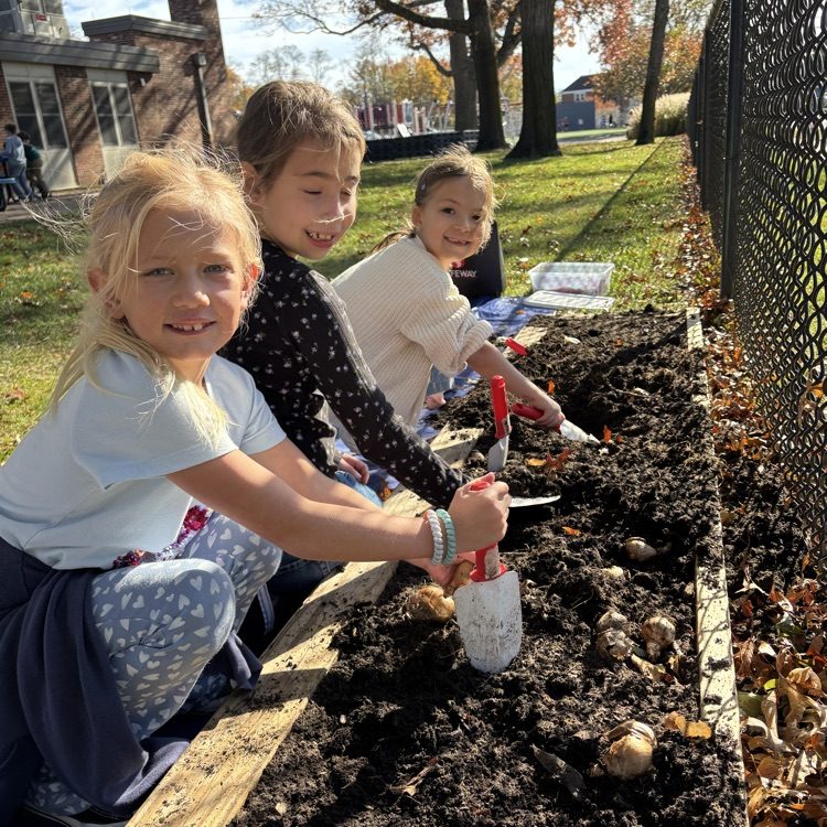Today our second graders planted daffodil bulbs! We cannot wait to watch them grow this spring! 🌱 #stem
