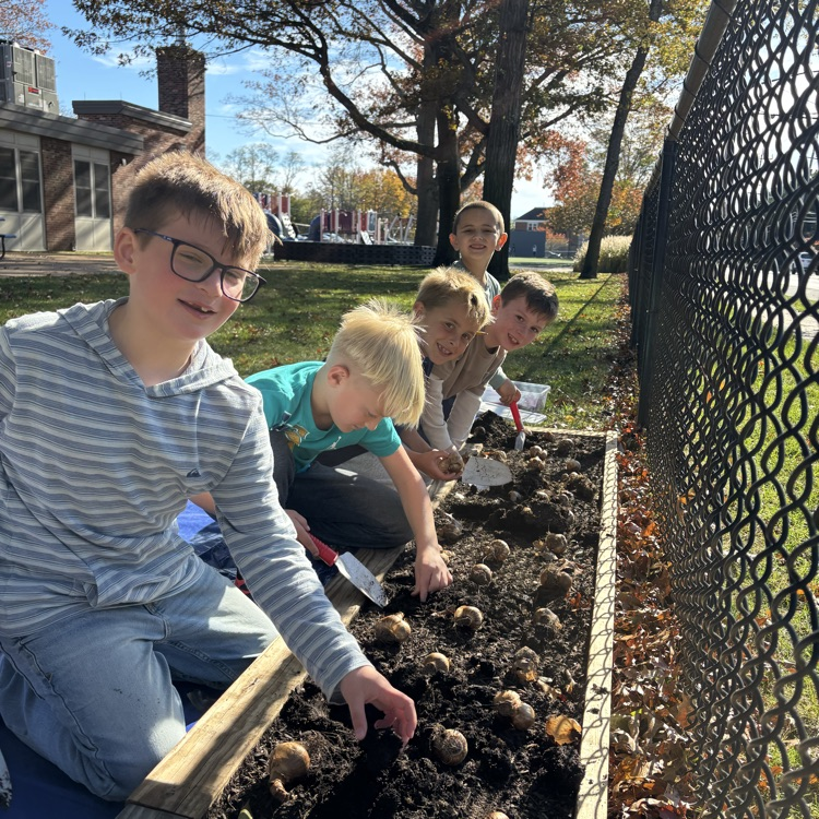 Today our second graders planted daffodil bulbs! We cannot wait to watch them grow this spring! 🌱 #stem