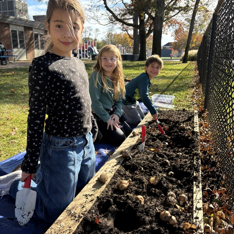 Today our second graders planted daffodil bulbs! We cannot wait to watch them grow this spring! 🌱 #stem