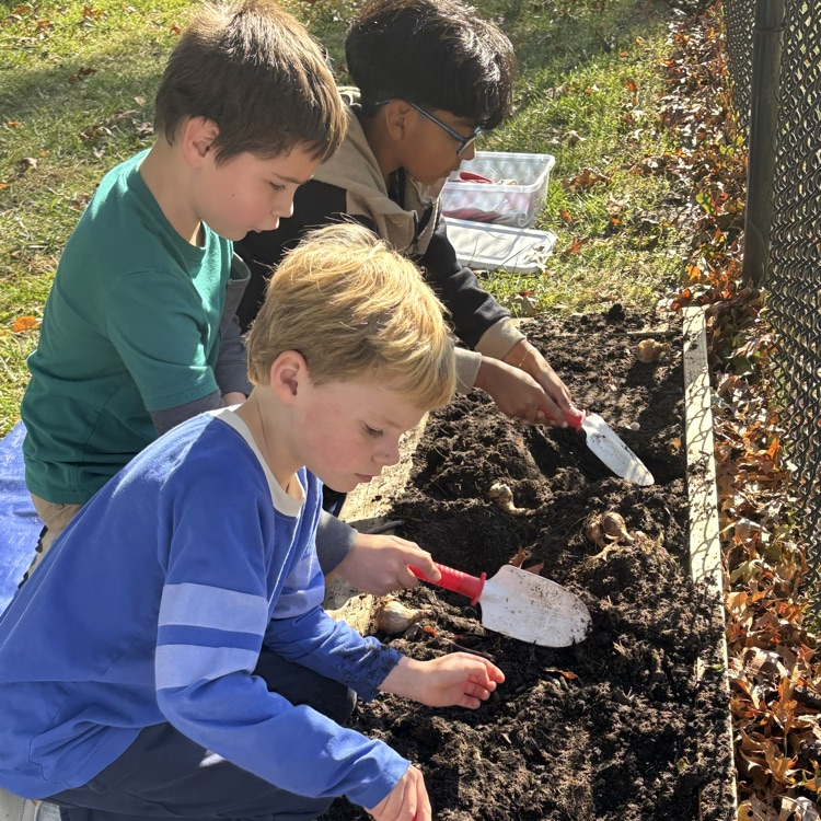 Today our second graders planted daffodil bulbs! We cannot wait to watch them grow this spring! 🌱 #stem