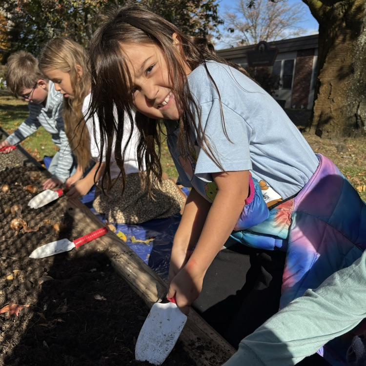 Today our second graders planted daffodil bulbs! We cannot wait to watch them grow this spring! 🌱 #stem