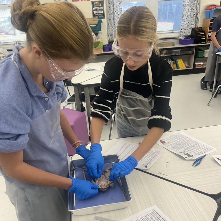 As a conclusion to our unit on body systems, 7th grade dissected frogs! It was fascinating to see! #lifescience #handsonlearning