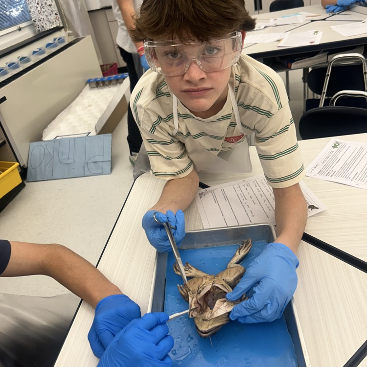 As a conclusion to our unit on body systems, 7th grade dissected frogs! It was fascinating to see! #lifescience #handsonlearning