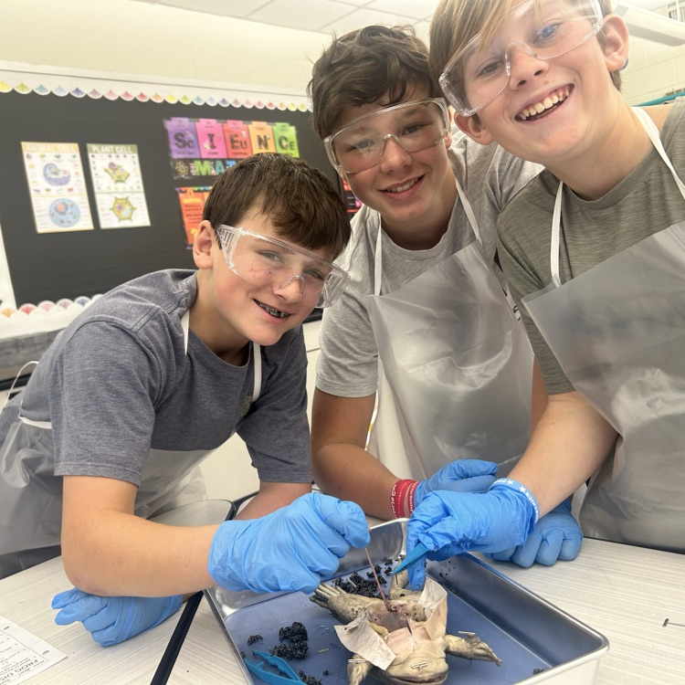 As a conclusion to our unit on body systems, 7th grade dissected frogs! It was fascinating to see! #lifescience #handsonlearning