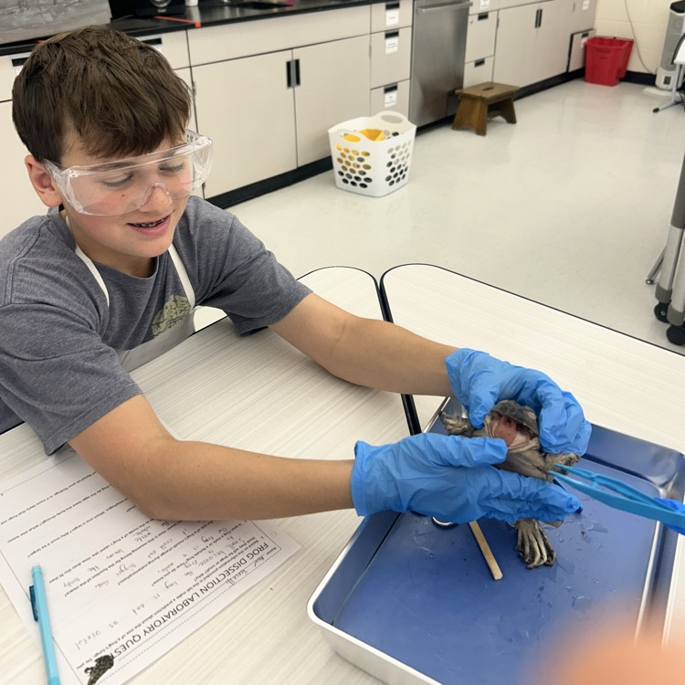 As a conclusion to our unit on body systems, 7th grade dissected frogs! It was fascinating to see! #lifescience #handsonlearning