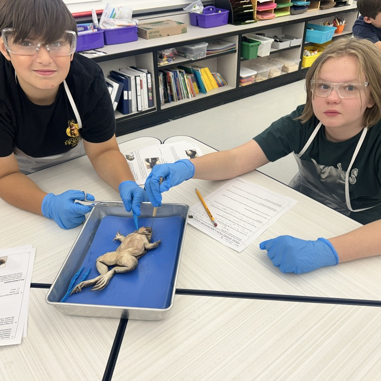 As a conclusion to our unit on body systems, 7th grade dissected frogs! It was fascinating to see! #lifescience #handsonlearning