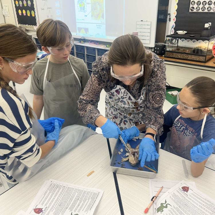 As a conclusion to our unit on body systems, 7th grade dissected frogs! It was fascinating to see! #lifescience #handsonlearning